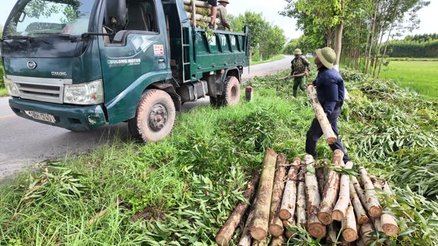 Carrying Logs To Farm Truck