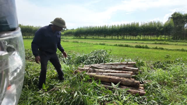 Farmer Gathering Logs In Field