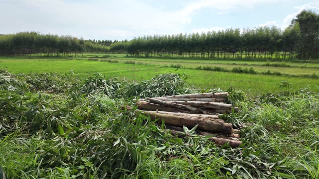 Log Pile In Rural Field