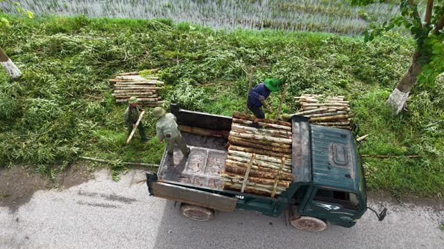 Aerial Loading Eucalyptus Timber Truck