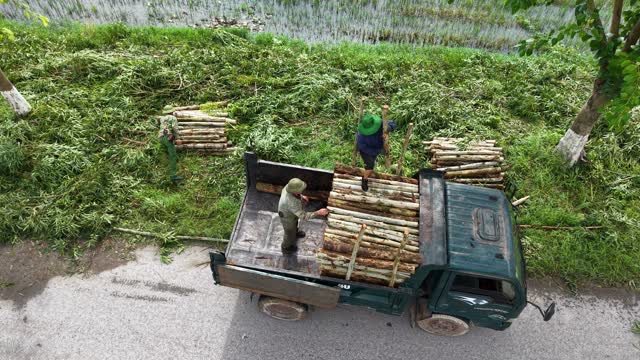 Farmers Stacking Wood On Truck