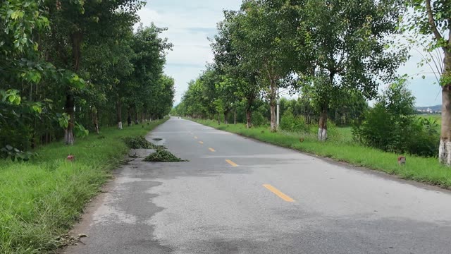 Empty Tree Lined Country Road