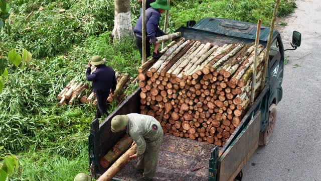 Workers Loading Freshly Cut Logs