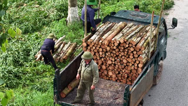 Aerial Eucalyptus Log Stacking