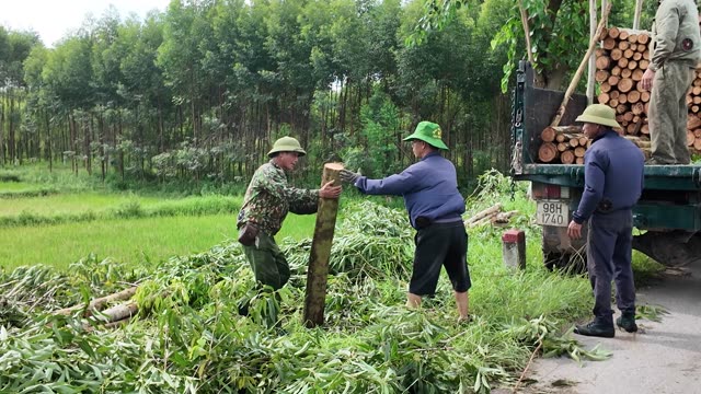 Farmers Lifting Log Together