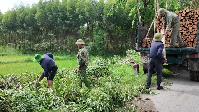 Loading Timber Onto Green Truck