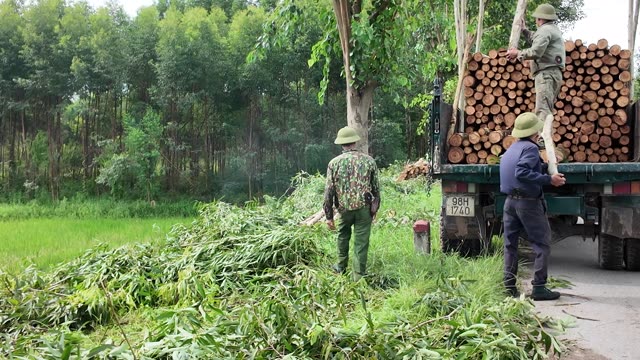 Carrying Timber To Loaded Truck