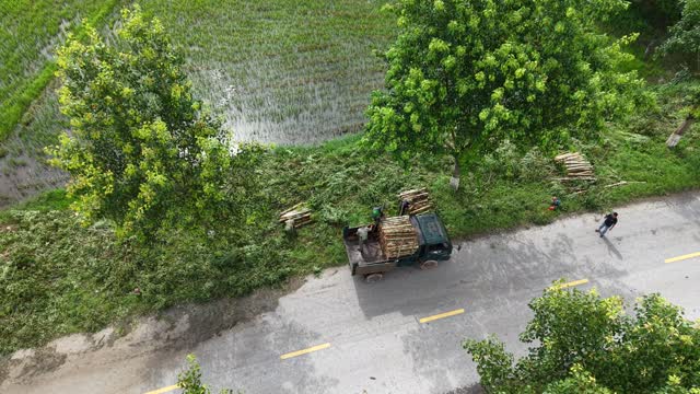 Timber Truck Between Rice Fields