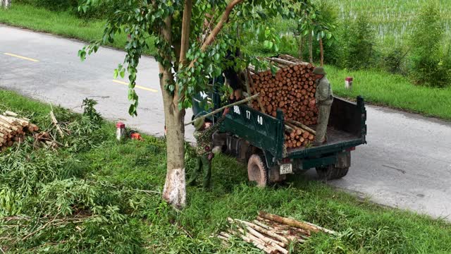 Loading Logs Under Roadside Tree