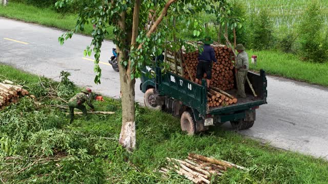 Farmers Loading Timber Beside Road