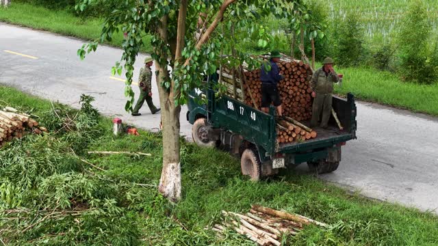 Timber Work Near Rice Fields