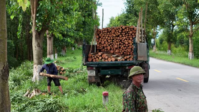 Farmers With Loaded Timber Truck