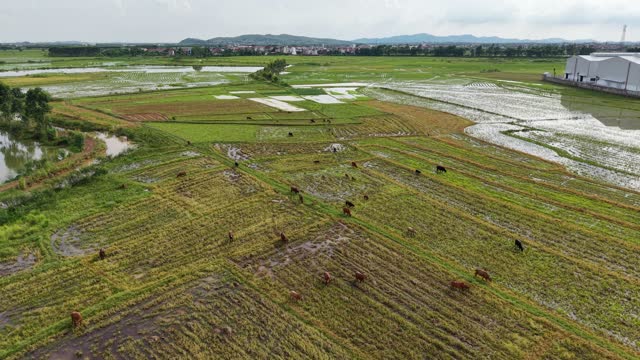 Cattle Grazing In Flooded Fields