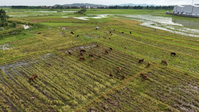 Aerial Cattle Grazing Rice Fields