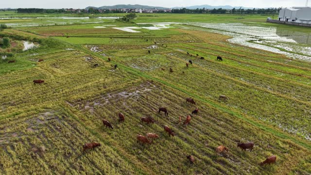 Cattle Herd On Paddy Farmland