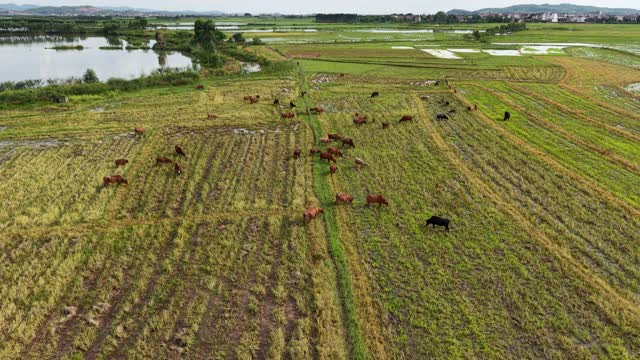 Cattle Grazing Beside Rural Lake
