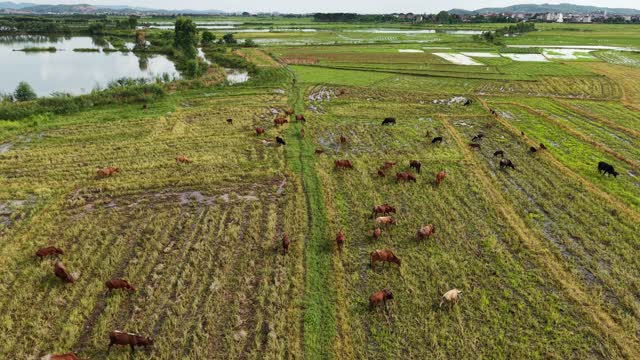 Herd On Harvested Paddy Fields