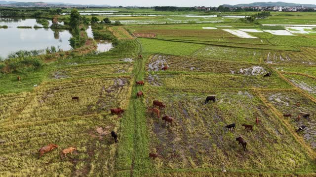 Cattle Feeding Near Waterside Fields