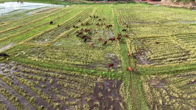 Overhead View Cattle On Farmland