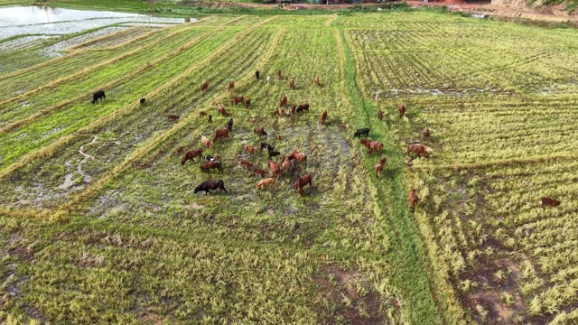 Mixed Cattle Herd Grazing Stubble