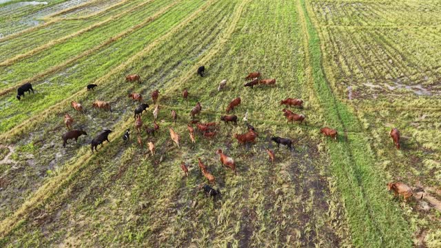Large Cattle Herd Grazing Field