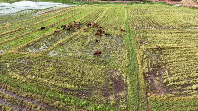 Cattle Scattered On Muddy Paddy