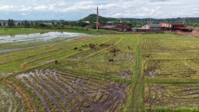 Cattle Grazing Near Brick Kiln