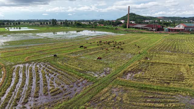 Herd Beside Rural Village Buildings
