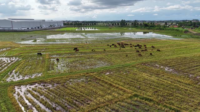 Herd On Flooded Farmland