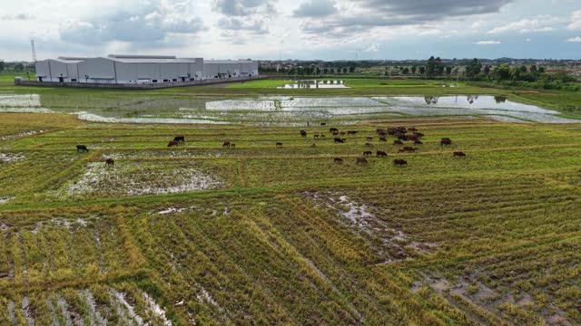 Cattle Line Across Paddy Fields