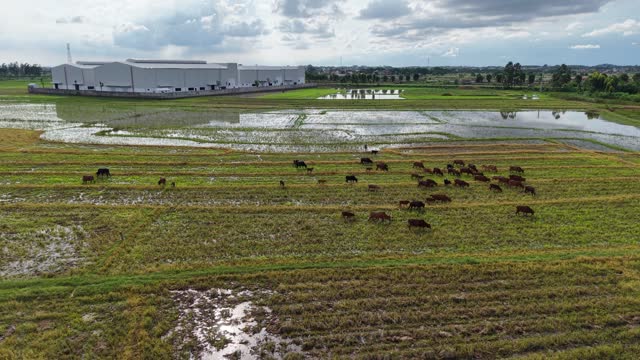 Cattle Grazing By Industrial Warehouse