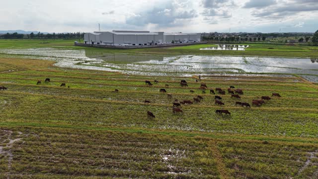 Herd Feeding On Wet Paddy