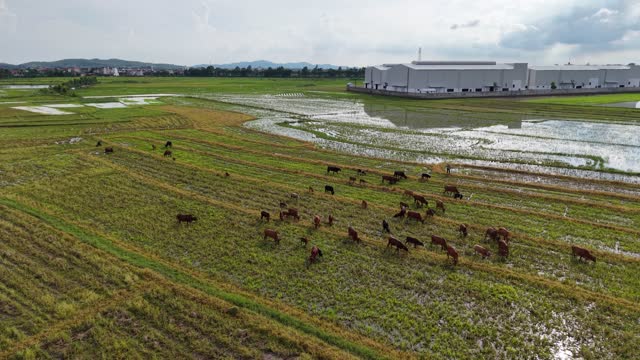 Cattle Grazing Under Cloudy Sky