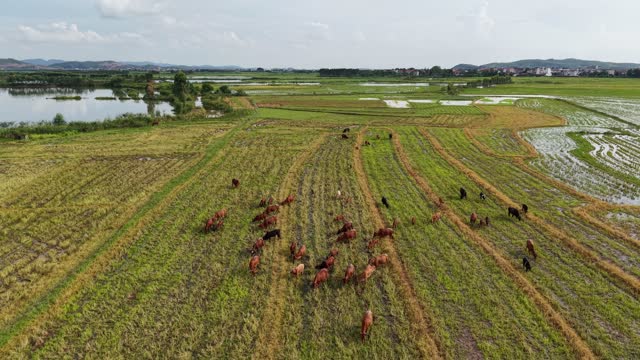 Cattle Grazing By Lake And Mountains