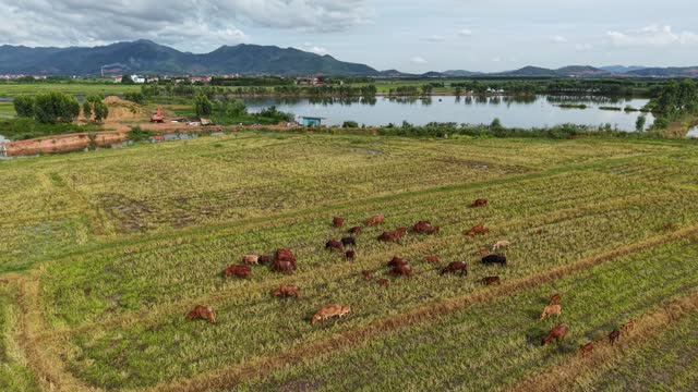 Herd On Farmland Below Mountains