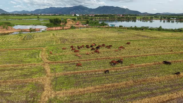 Cattle Grazing Lakeside Farmland