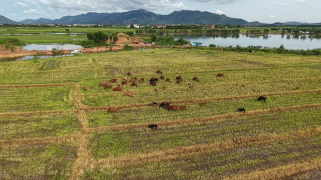 Herd Feeding Near Mountain Lake