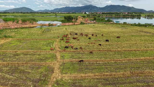 Cattle Grazing Below Green Mountains