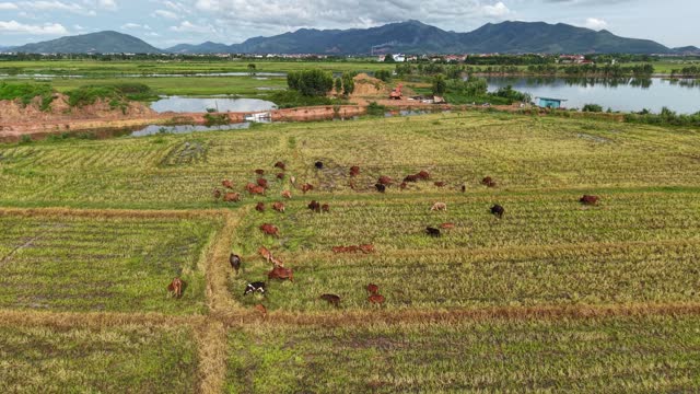 Herd On Golden Paddy Fields