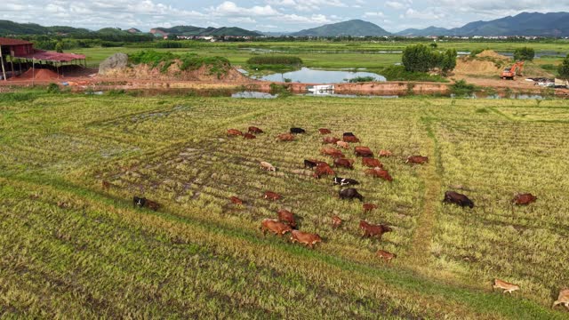 Aerial Cattle Herd Over Farmland