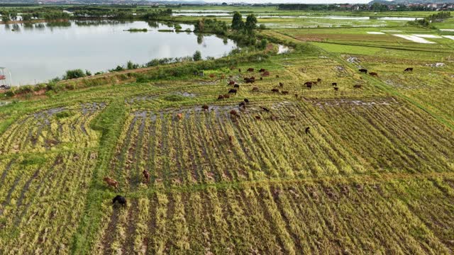 Lakeside Cattle Grazing From Above