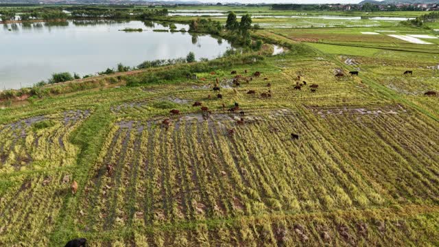 Herd Feeding By Calm Lake