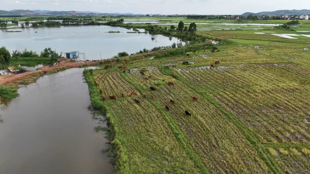Cattle On Lakeside Rice Strips