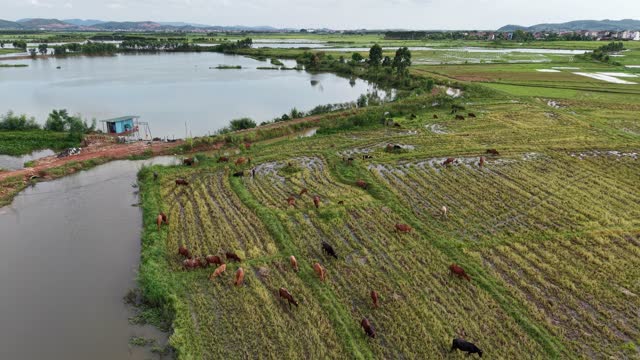 Grazing Herd Along Water Edge