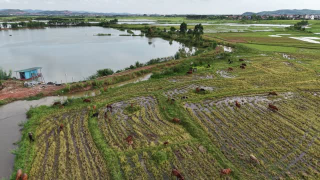 Cows Beside Rural Pond