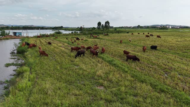 Cattle Herd Near Lake Shore