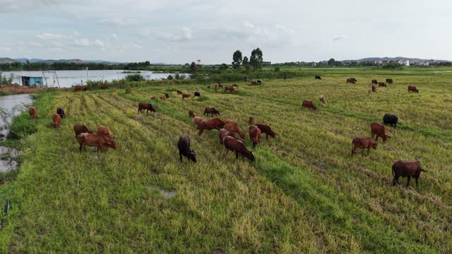 Cows Feeding On Green Pasture