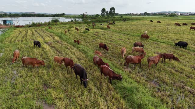 Herd Grazing By Lakeside Hut