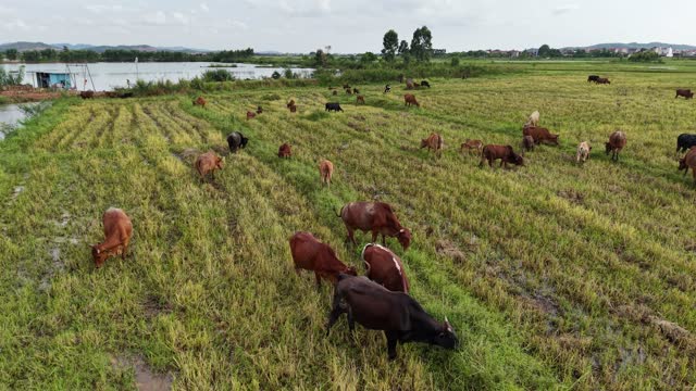 Cattle On Harvested Paddy Fields