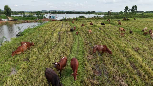 Cows Spread Across Wet Fields